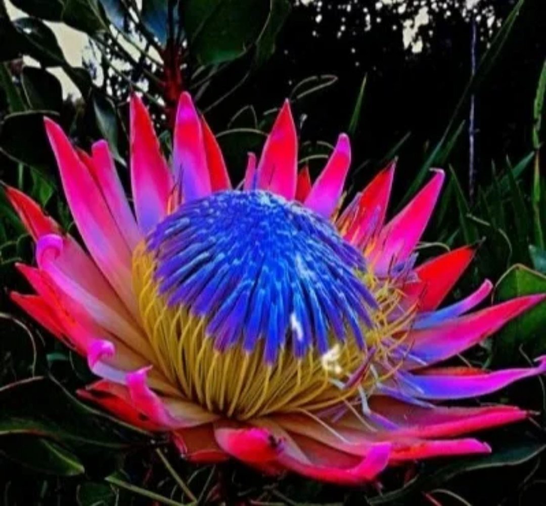 Тропический цветок протея