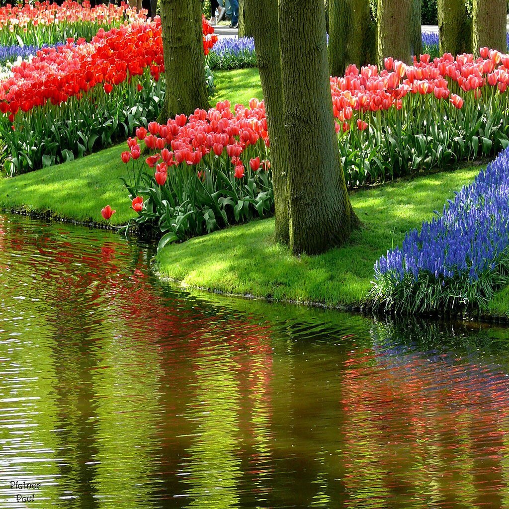 Самые красивые цветы в природе