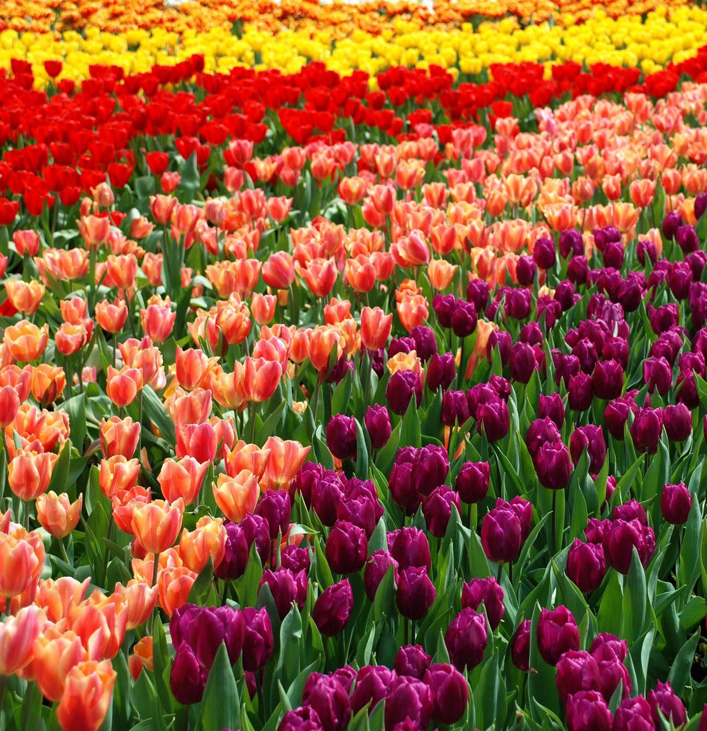 Тюльпаны разноцветные