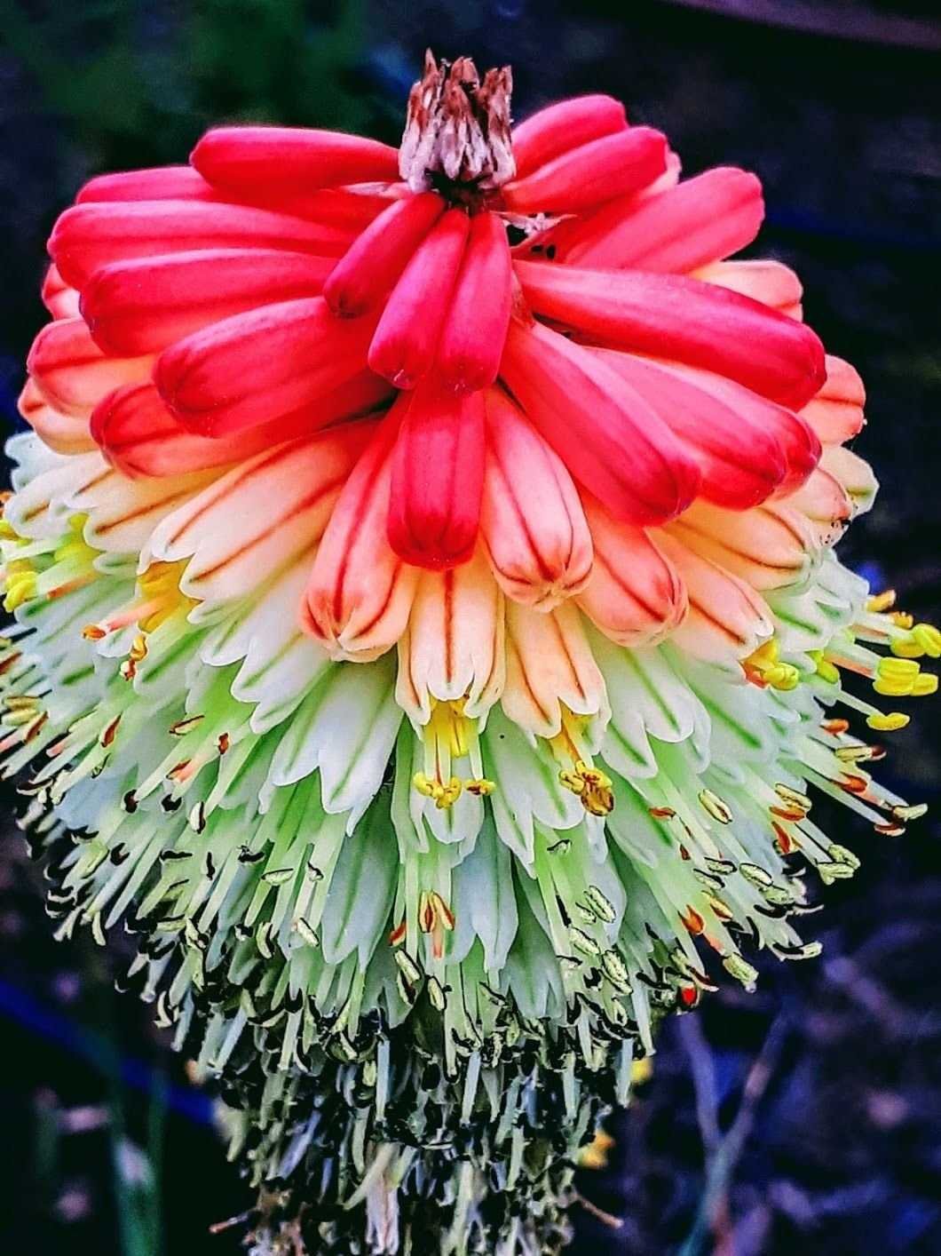 Фаталик витаспаразис