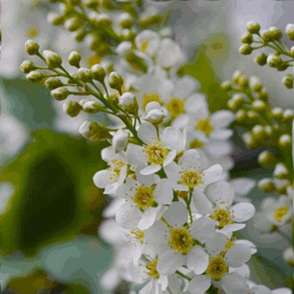 Цветы черемухи