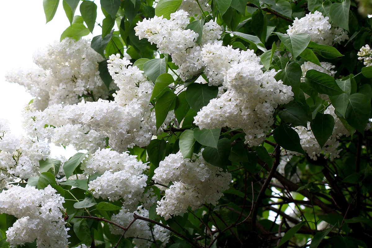 Белая сирень