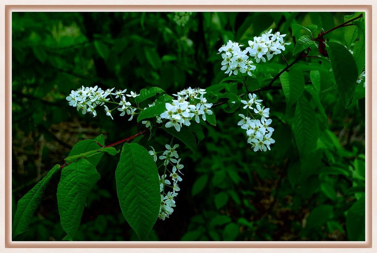 Черемуха Маака цветение