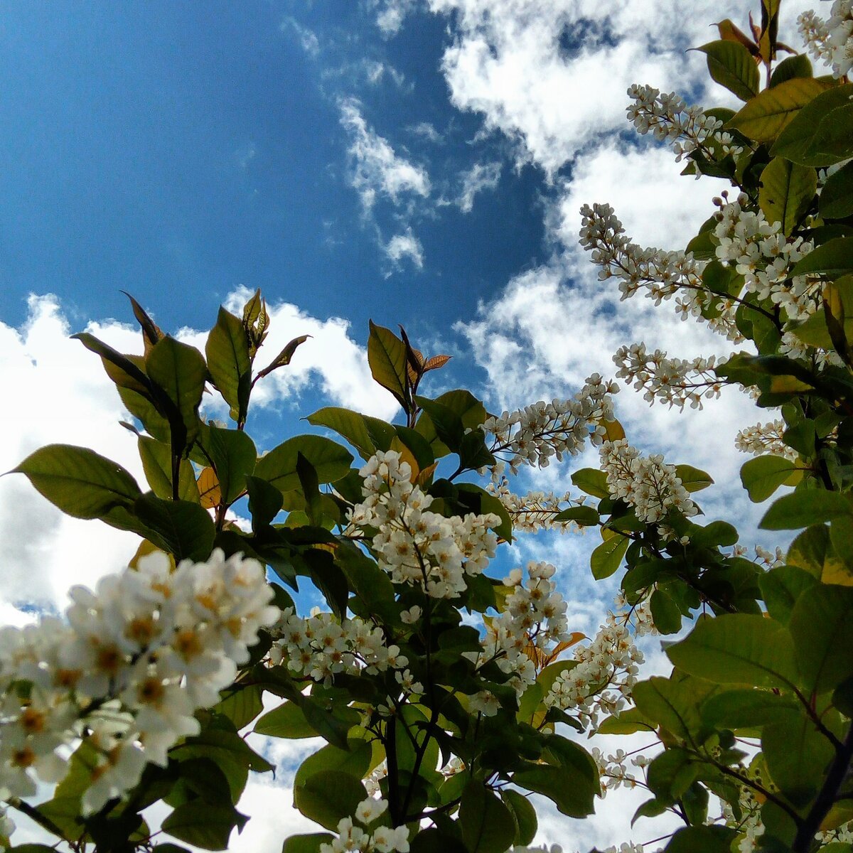 Черемуха Сьори