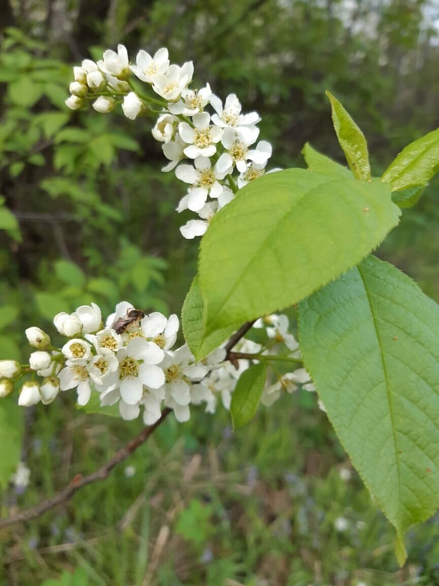 Черёмуха обыкновенная ягоды