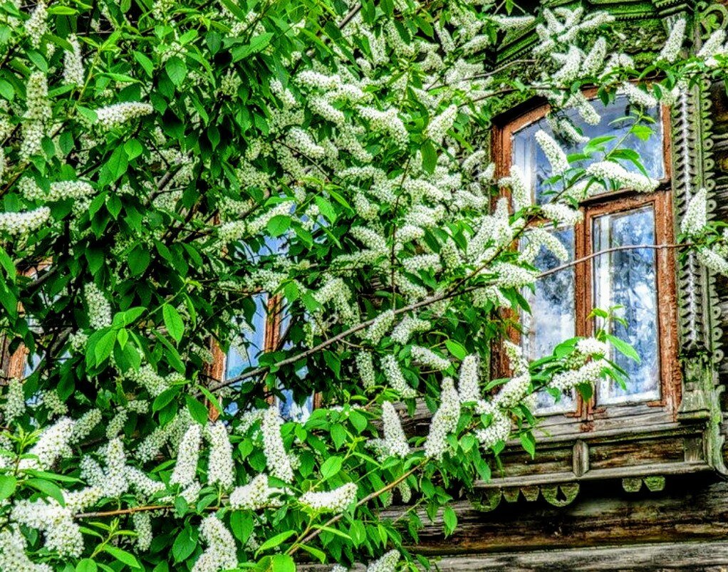 Домик в деревне с черёмухой