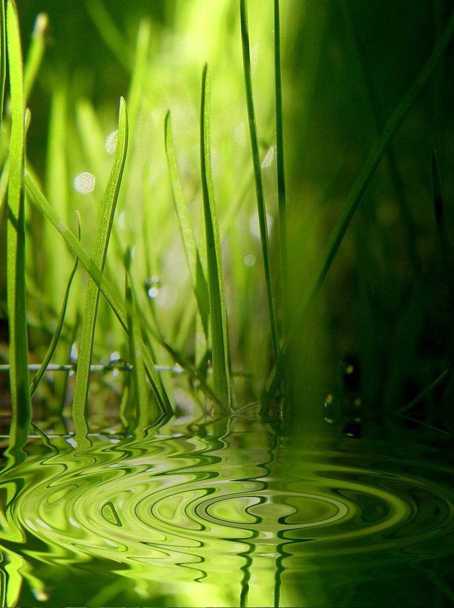 Зеленый цвет в природе