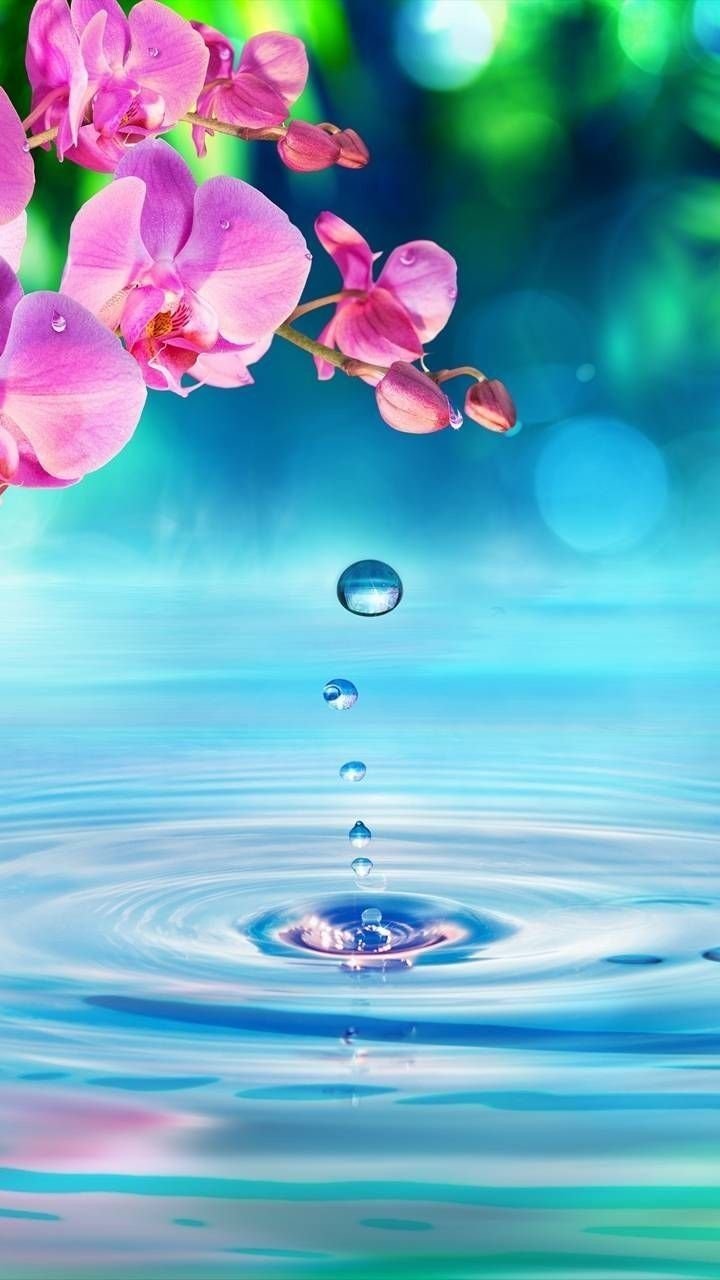 Цветы на воде