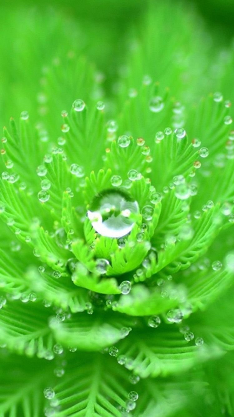 Красивые зеленые растения