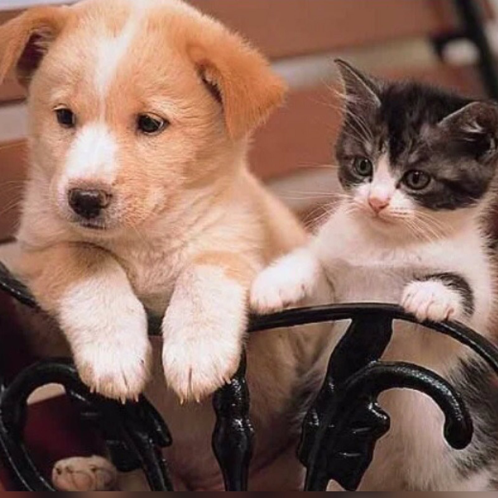 Картинки котят и щенят. Щенок и котенок. Забавные котята и щенки. Красивые щенки и котята. Милые собачки и кошечки.