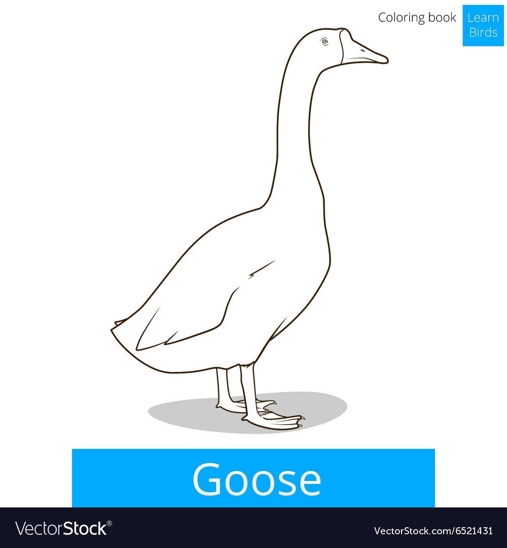 Гусь раскраска для детей