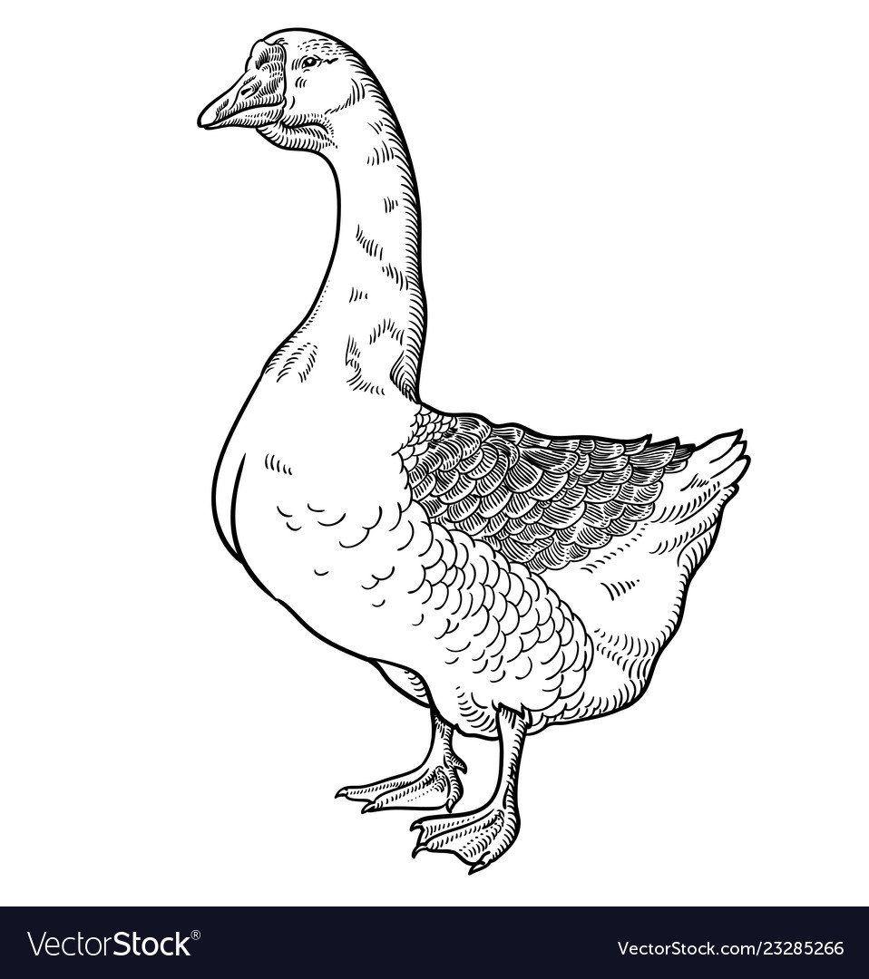 Картинки гуся для срисовки