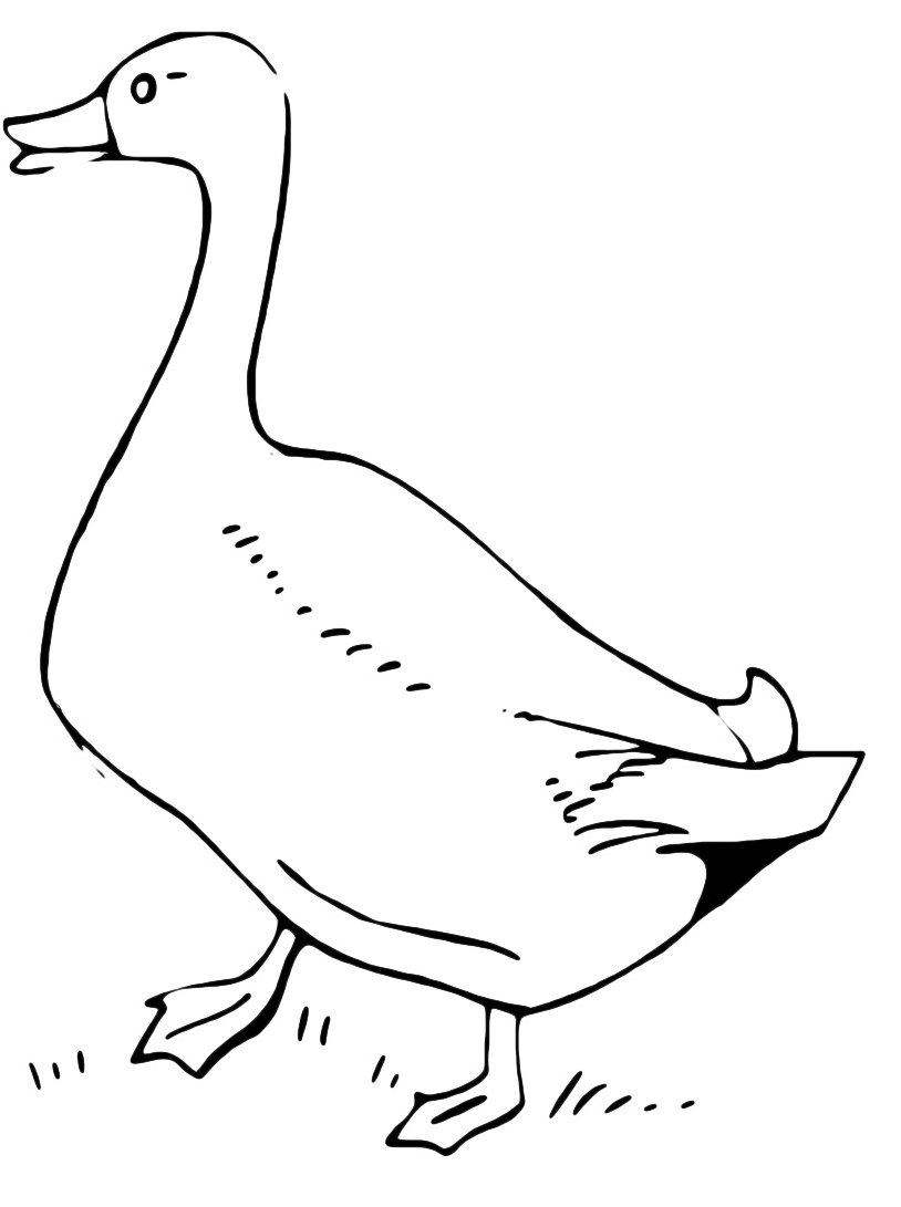 Братья Гримм золотой Гусь раскраска