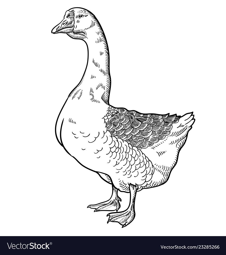 Гусь эскиз