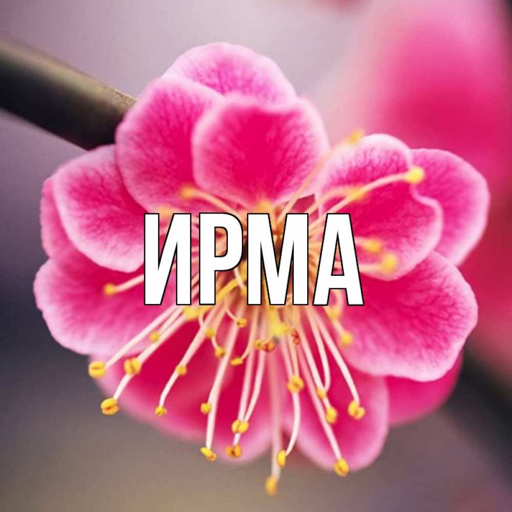 Цветы для Ульяны