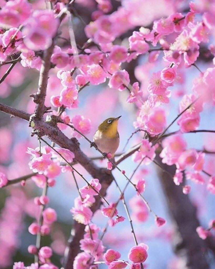 Весенние птицы