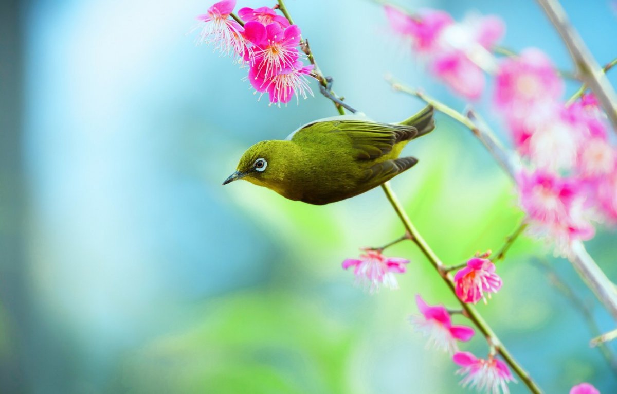 Первые весенние птицы