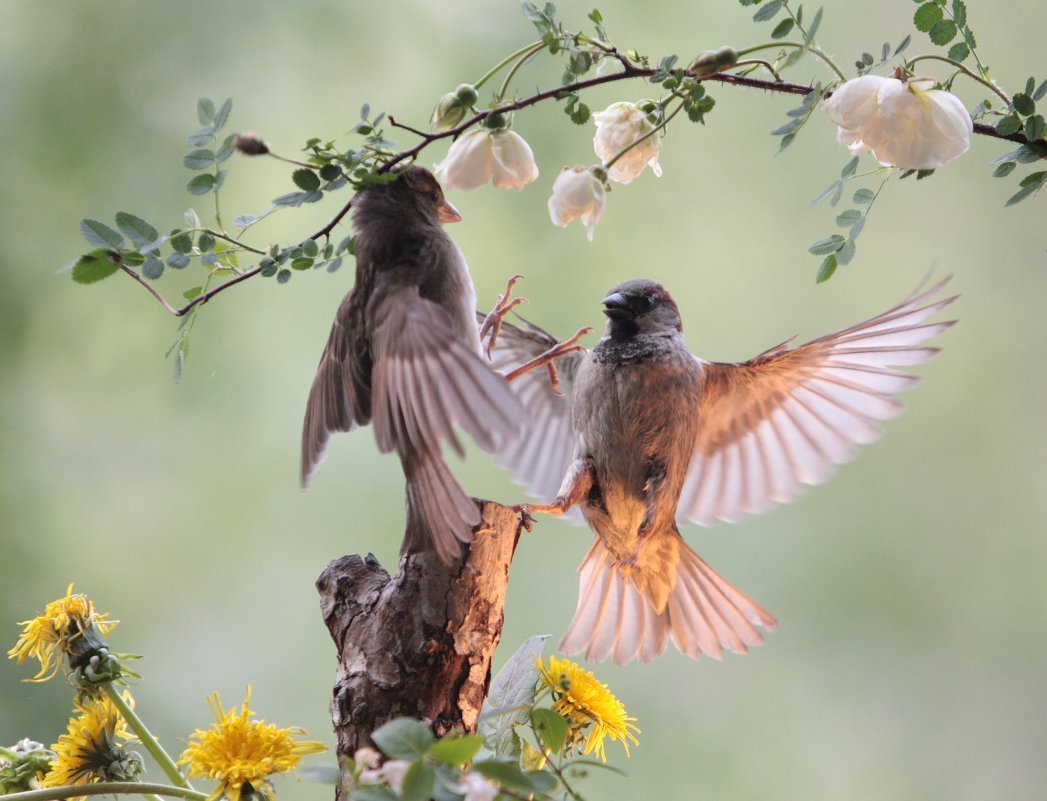 Птицы прилетели