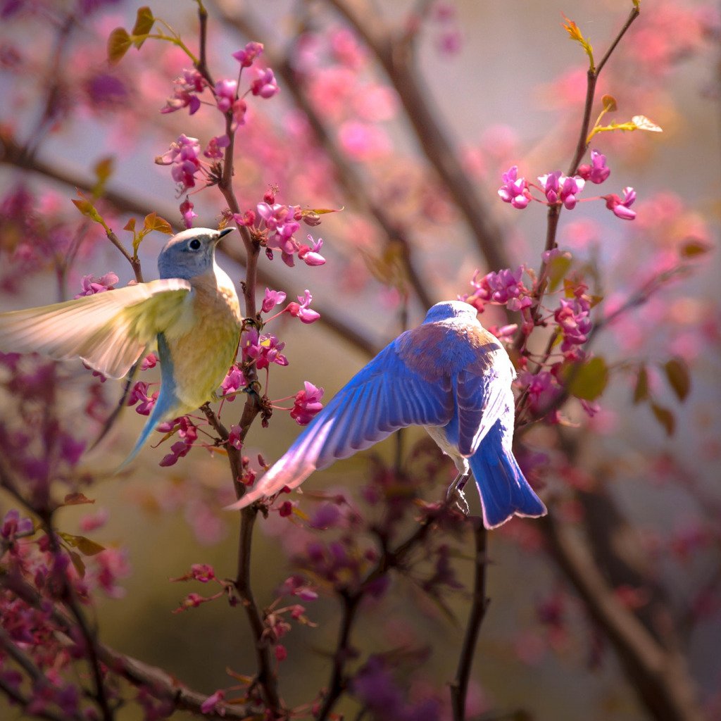 Японская белоглазка