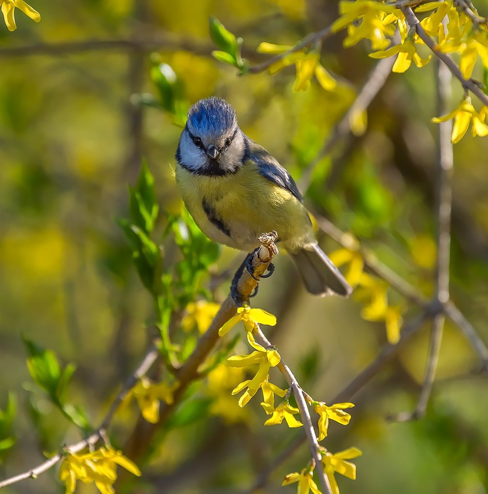 Красивые птицы весной