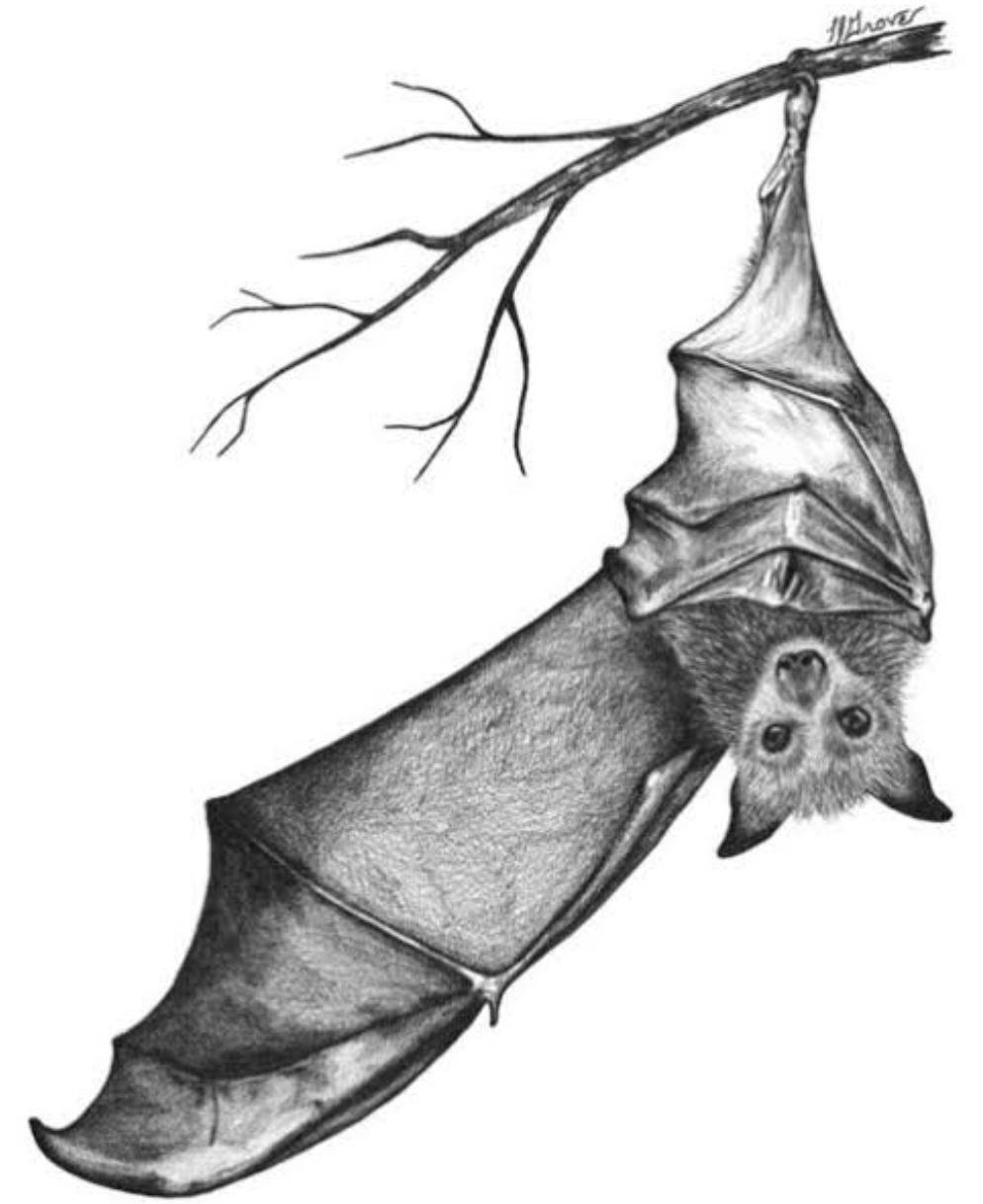 Летучая мышь рисунок