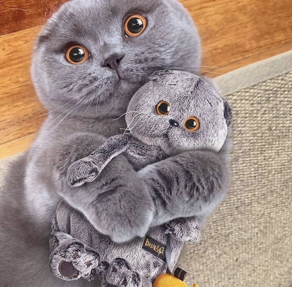 Шотландская кошка скоттиш фолд