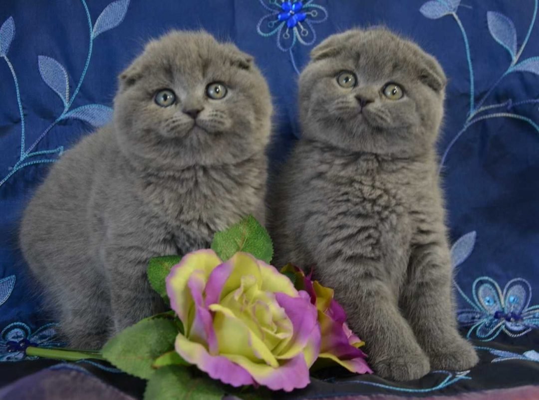 Шотландская вислоухая кошка