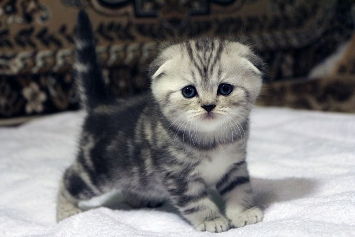Шотландская вислоухая кошка маленький