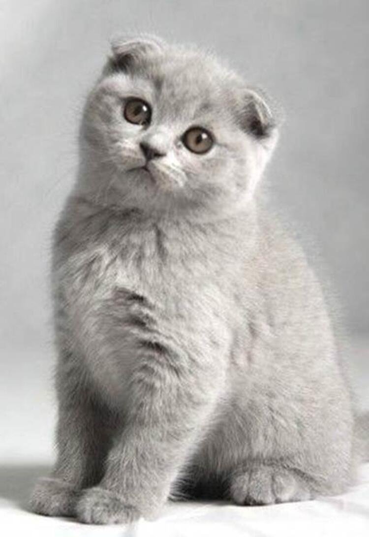 Шотландская вислоухая короткошерстная