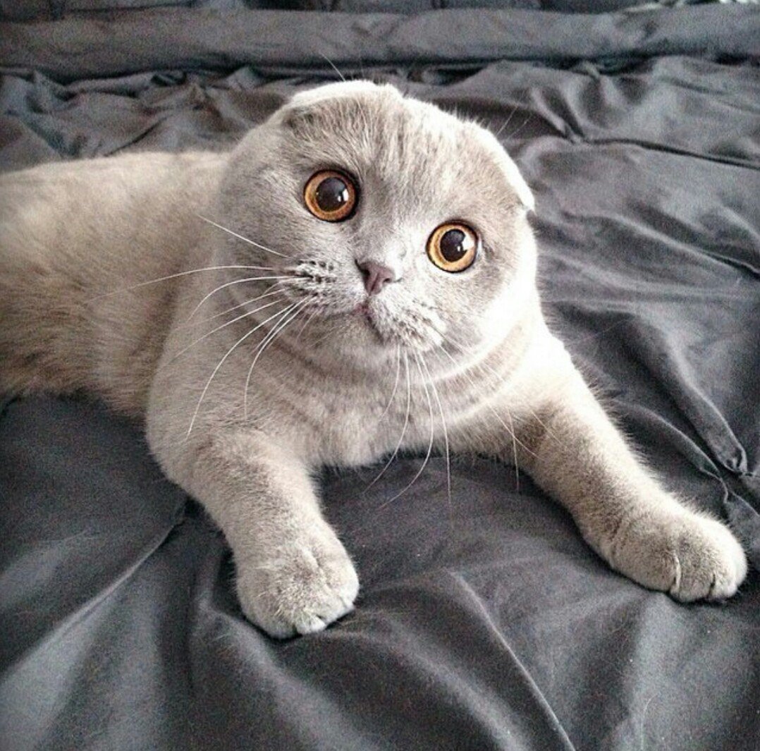 Британские вислоухие котята