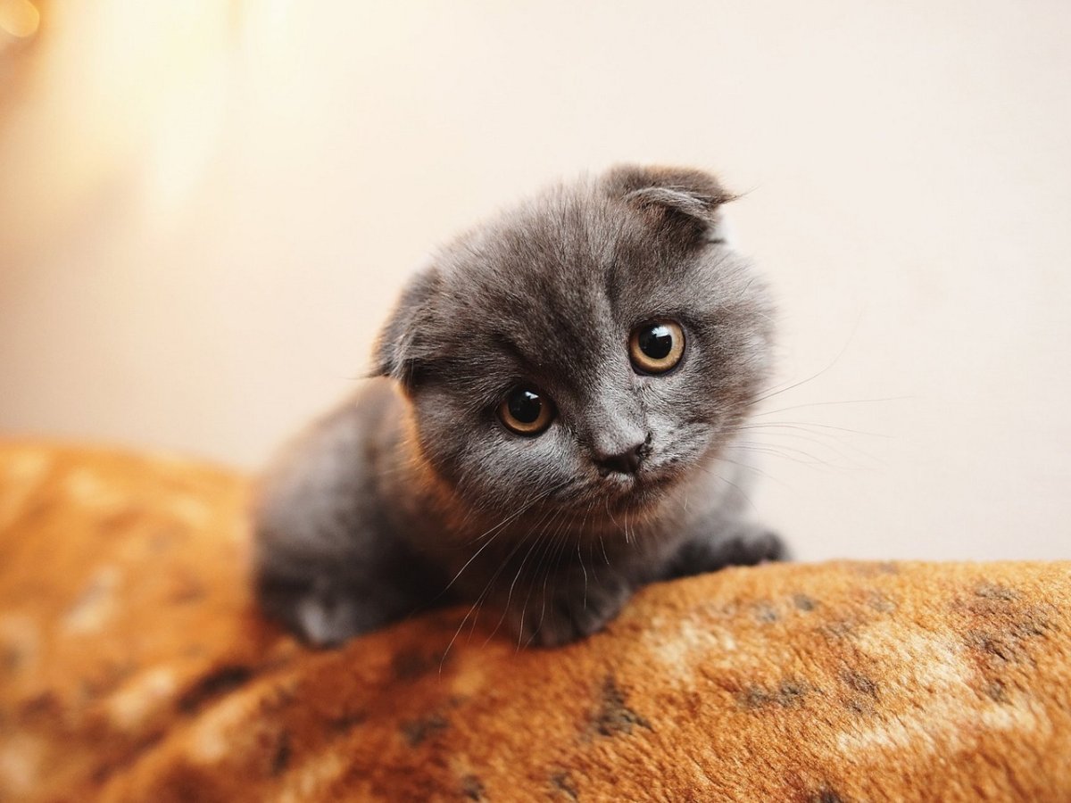 Открытка привет Кира