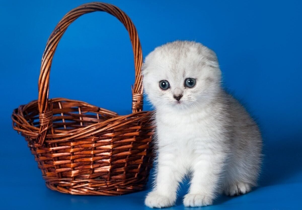 Котики Шотландские вислоухие