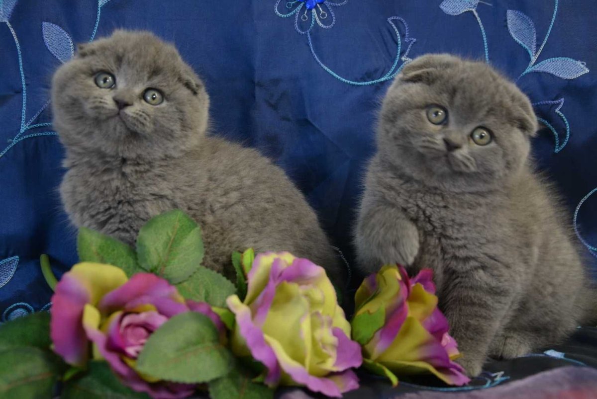 Скоттиш-фолд Шотландская вислоухая