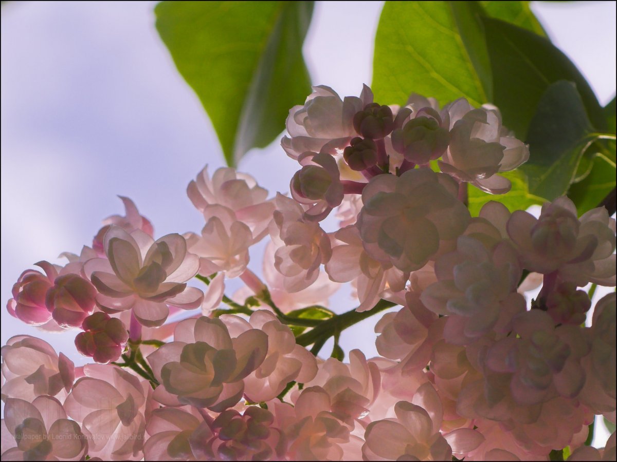 Веточка сирени