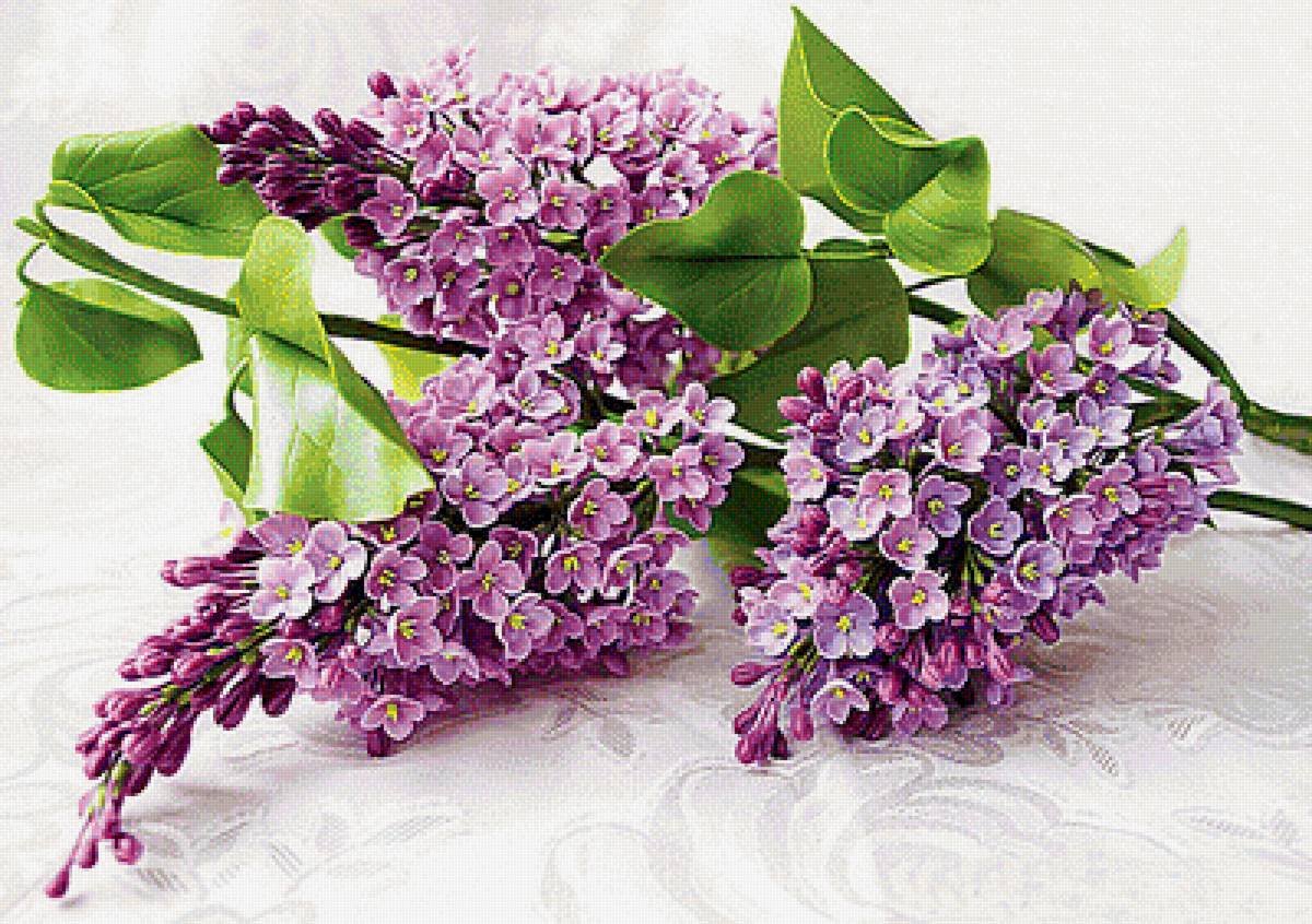 Цветущая ветка сирени