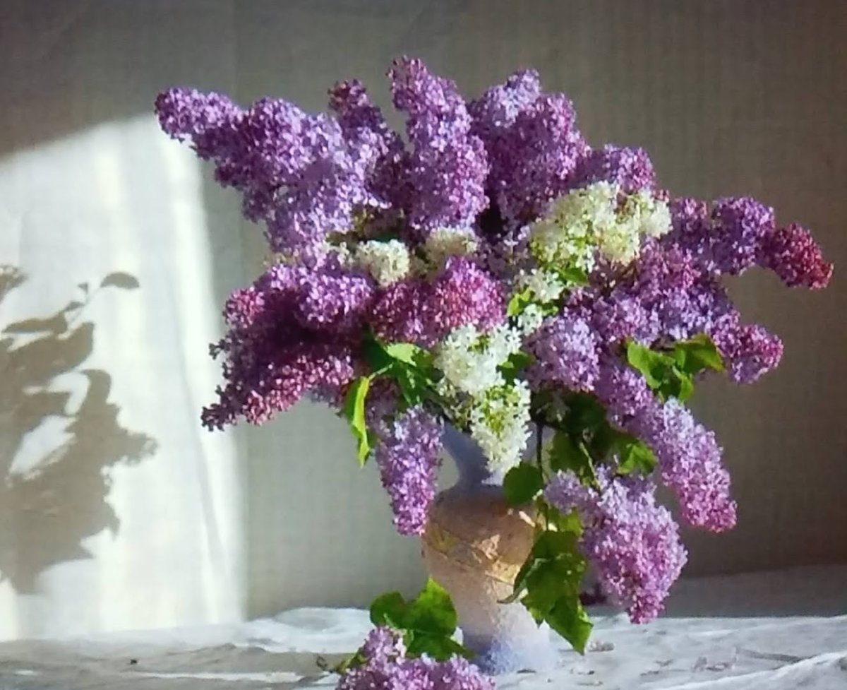 Ветка сирени