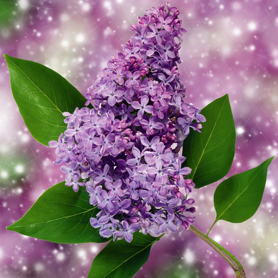 Цветущая ветка сирени