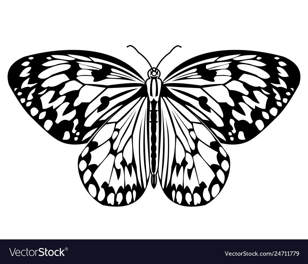 Бабочка СВГ