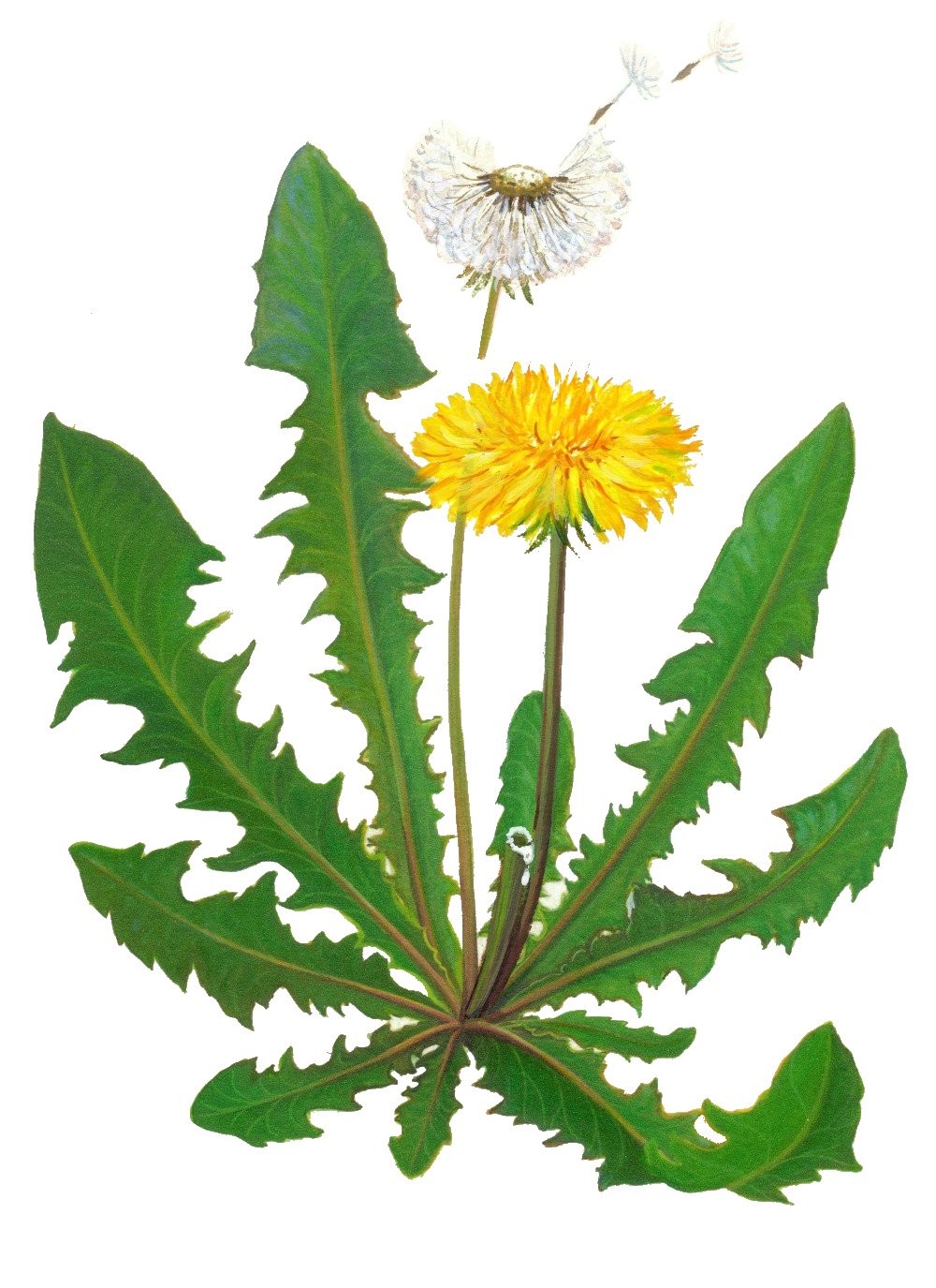 Одуванчик узколопастный