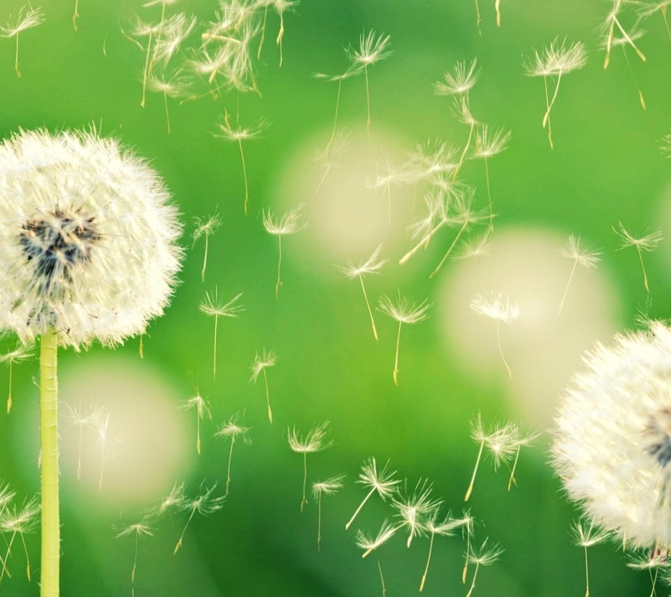 Пух одуванчика