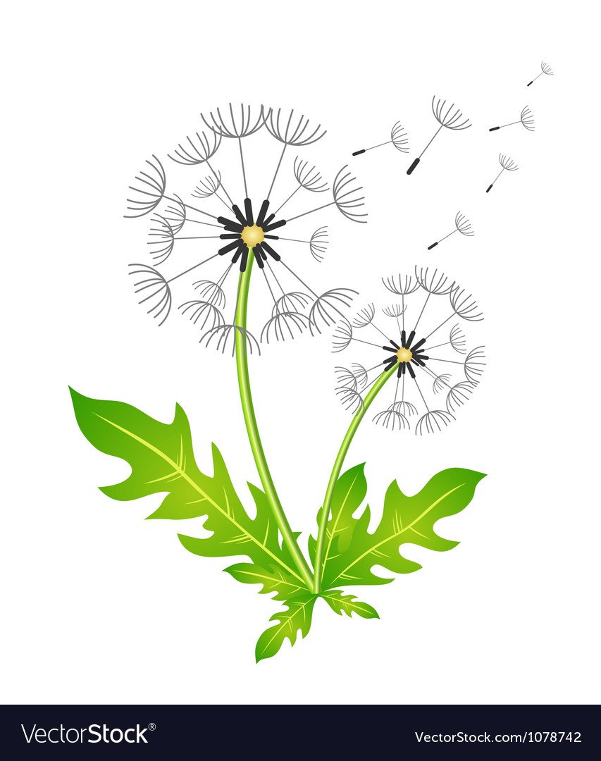 Одуванчик вектор