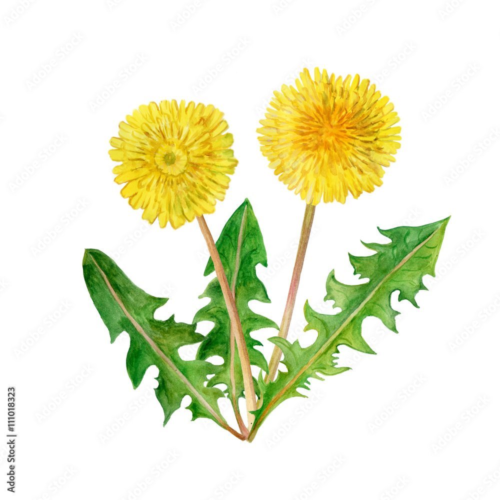 Детский сад одуванчик