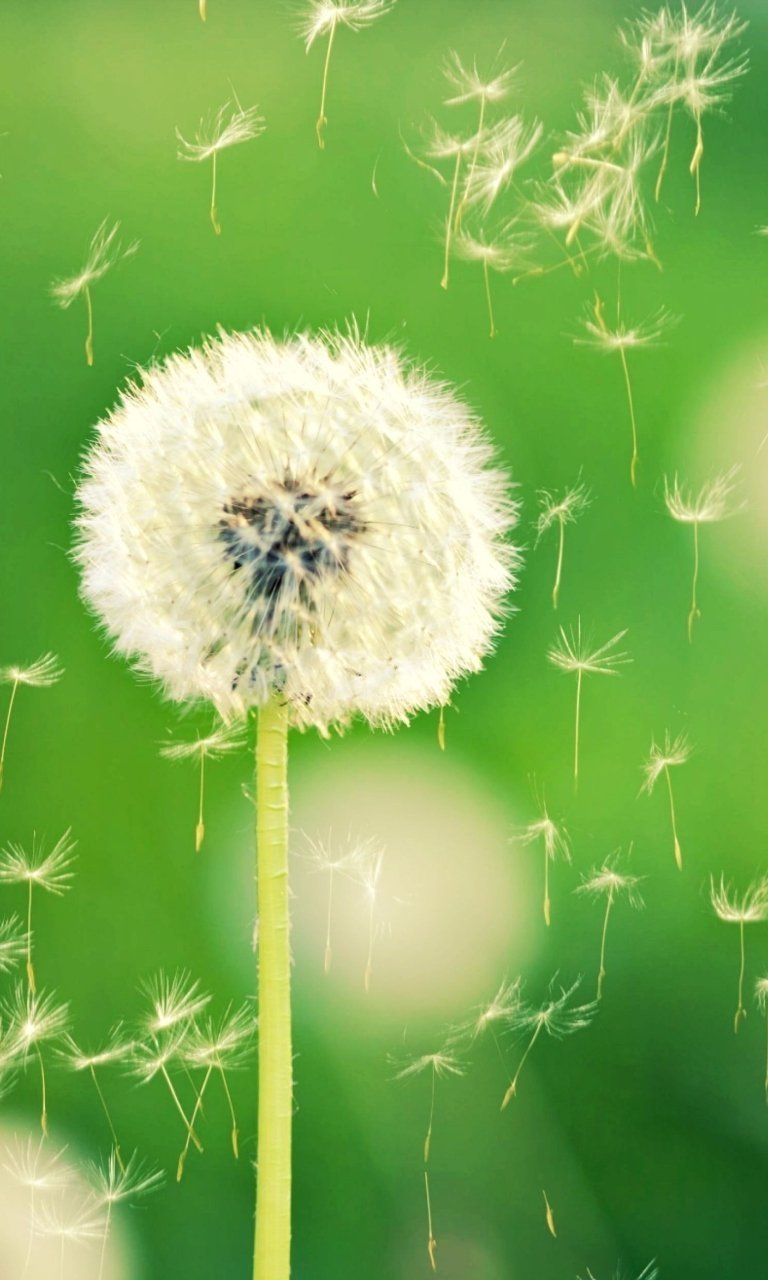 Одуванчик арт