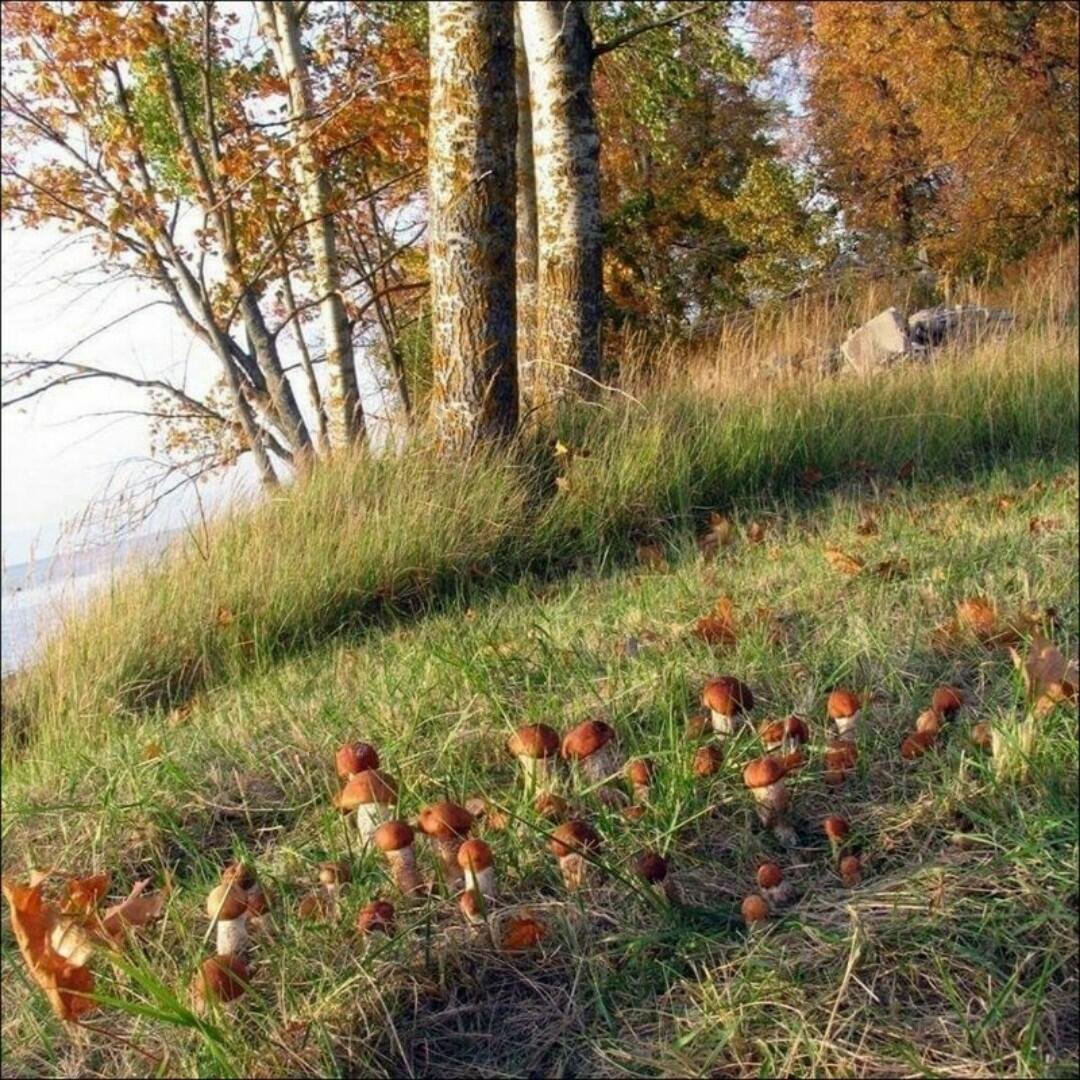 Грибная Поляна в лесу