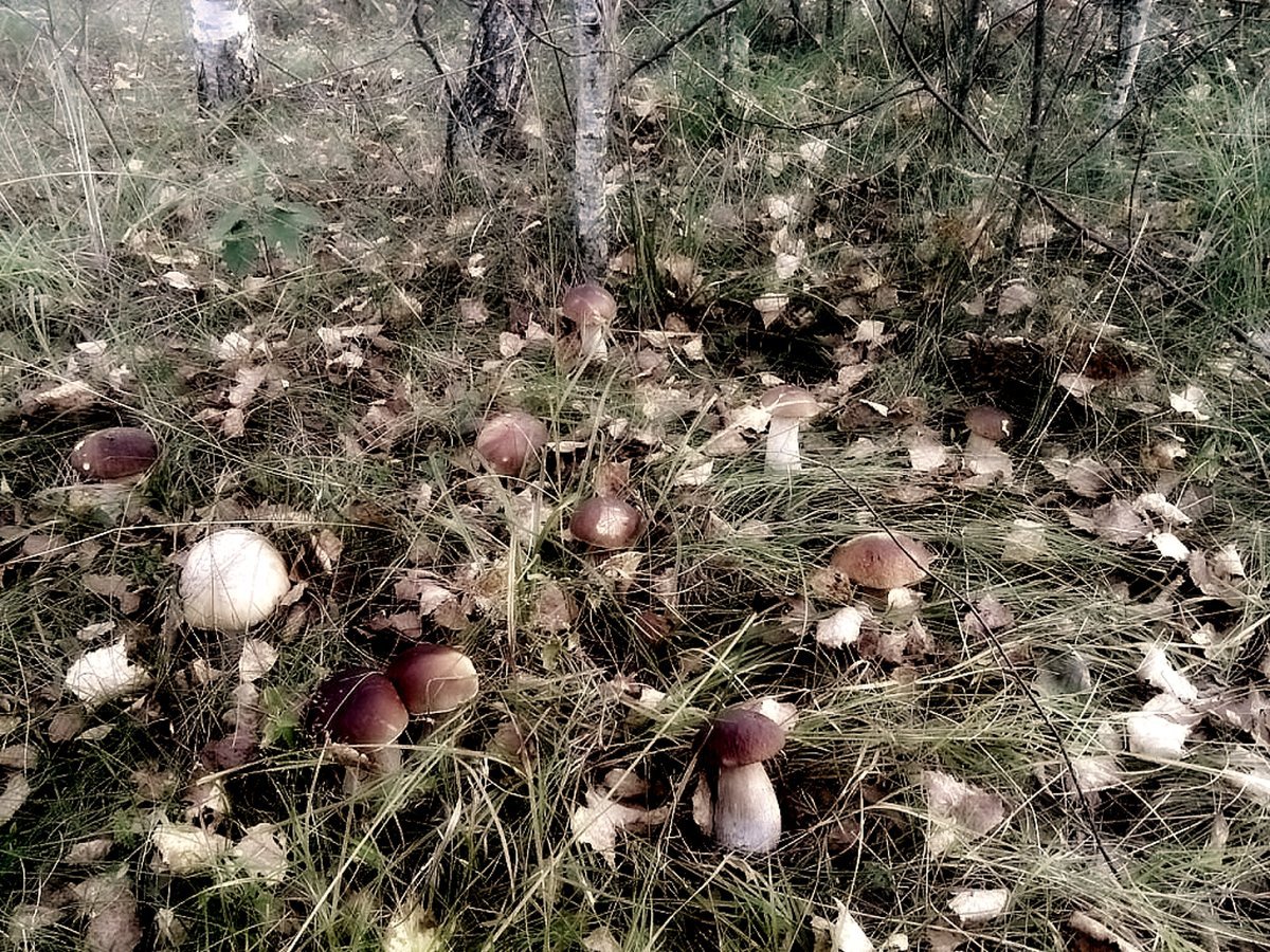 Грибная Поляна белых белых грибов