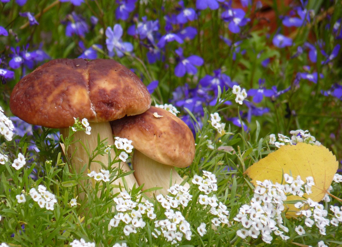 Поляна с грибами