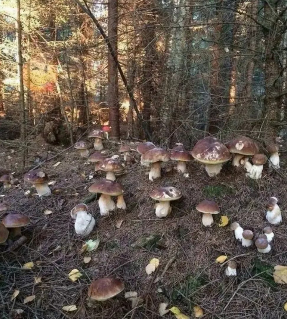 Сбор грибов Боровиков в лесу