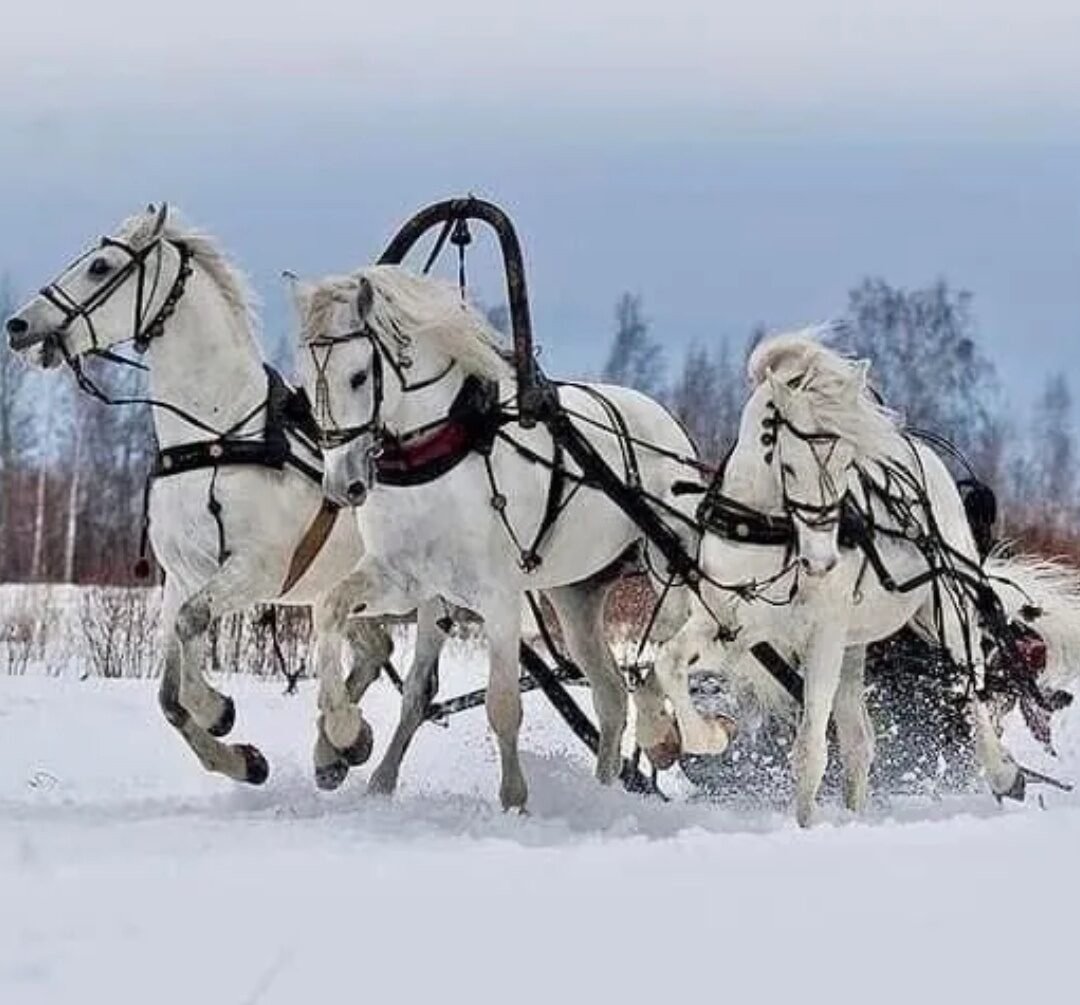 Ямщик зимой