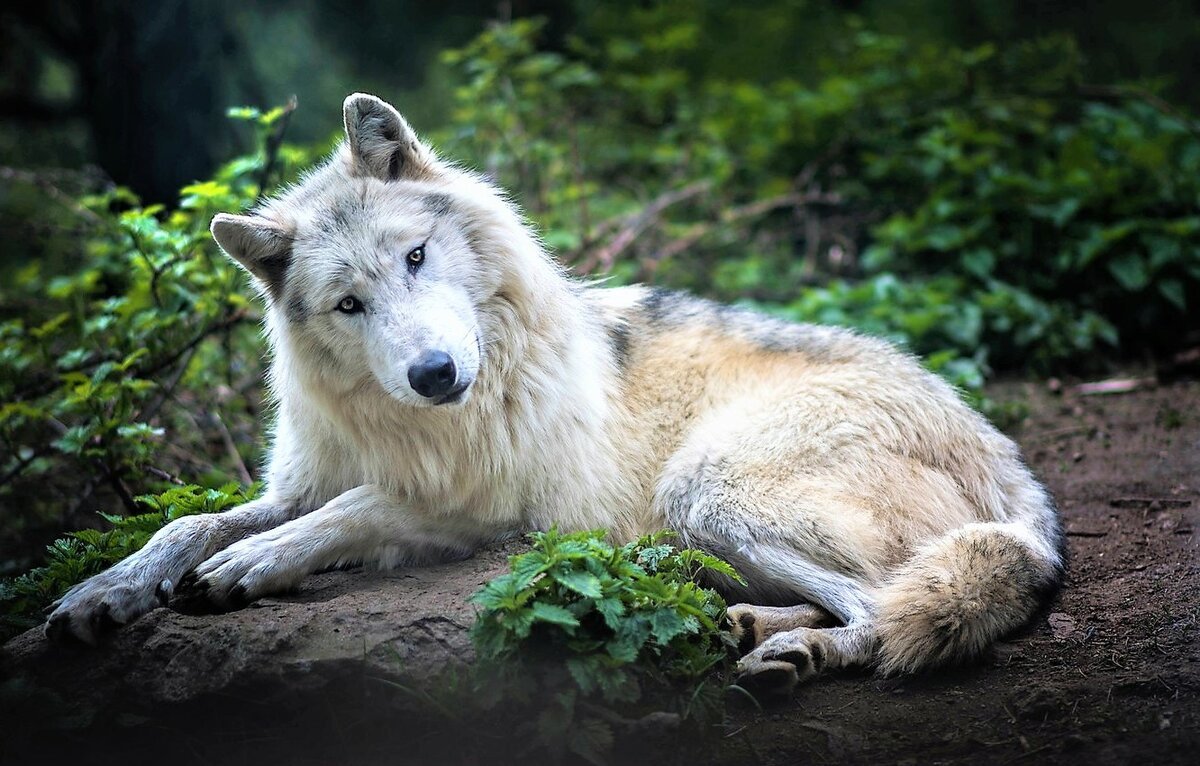 Таёжный волк