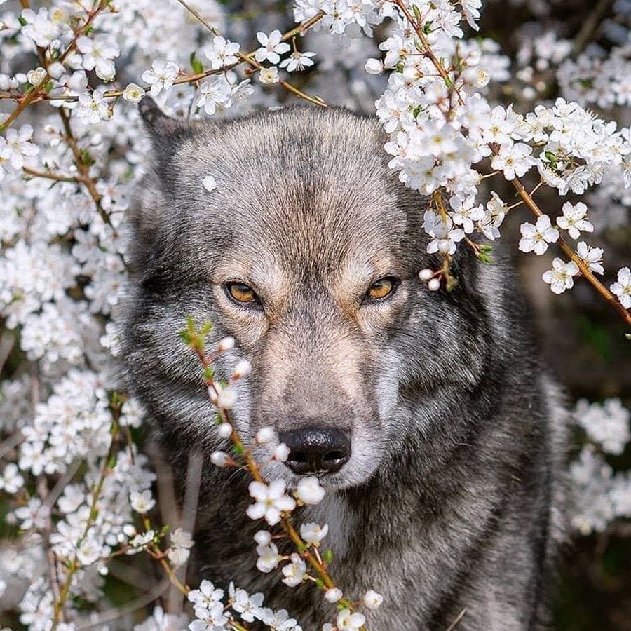 Милые волки
